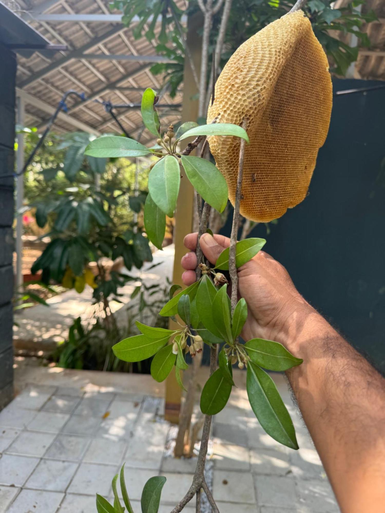 Chikoo Farm Inn 벵갈루루 외부 사진